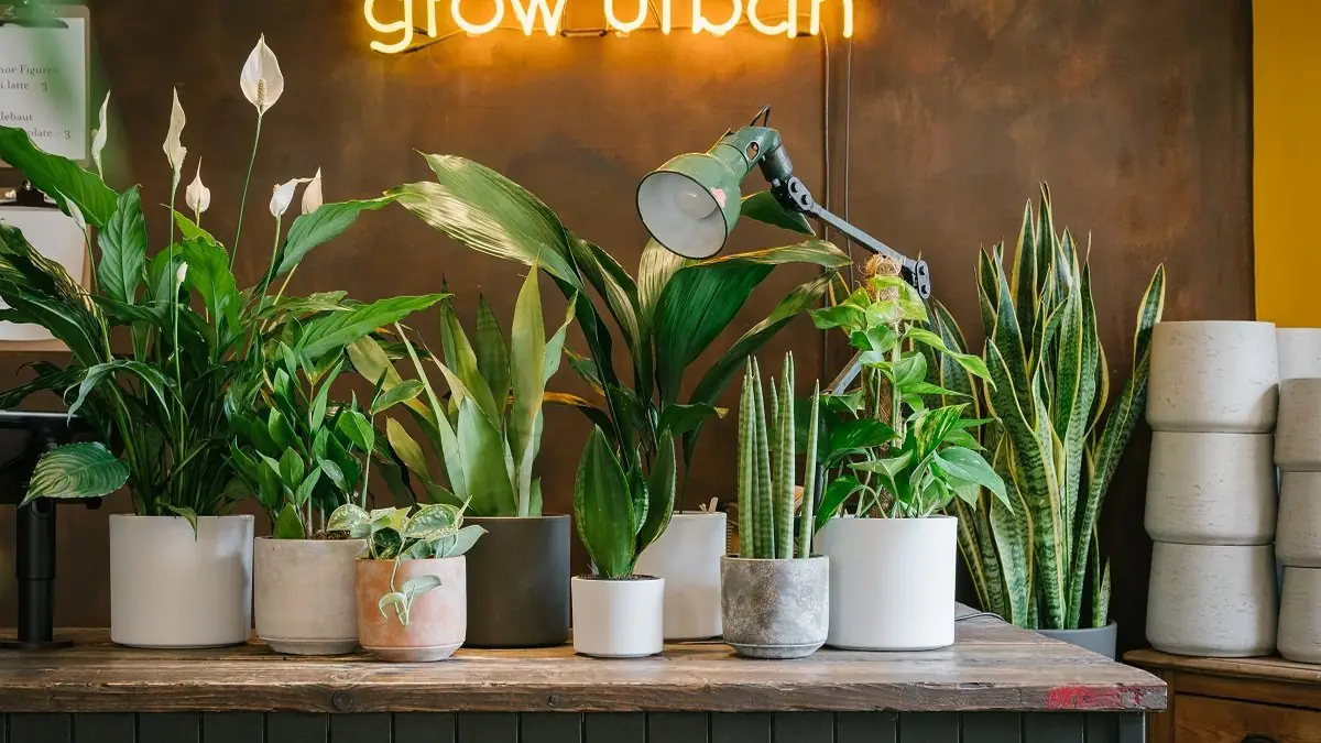 Grow Urban – cake shop in Silvermills, Edinburgh